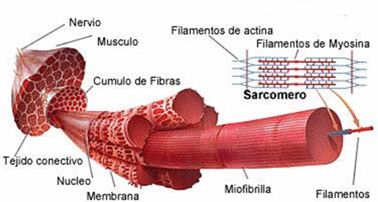 Regeneració de parts toves